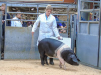 Pigs Dumfries Mart (9)